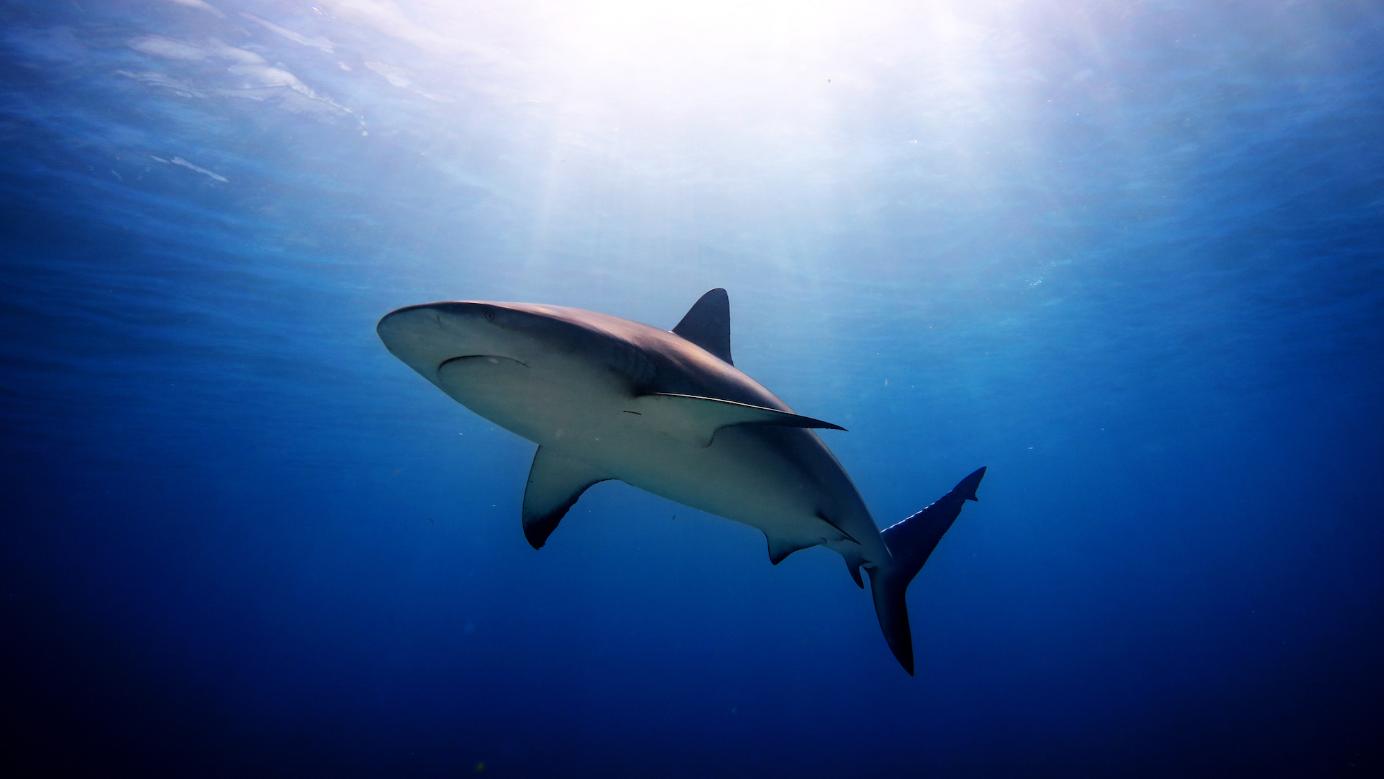 What it takes to swim with the sharks