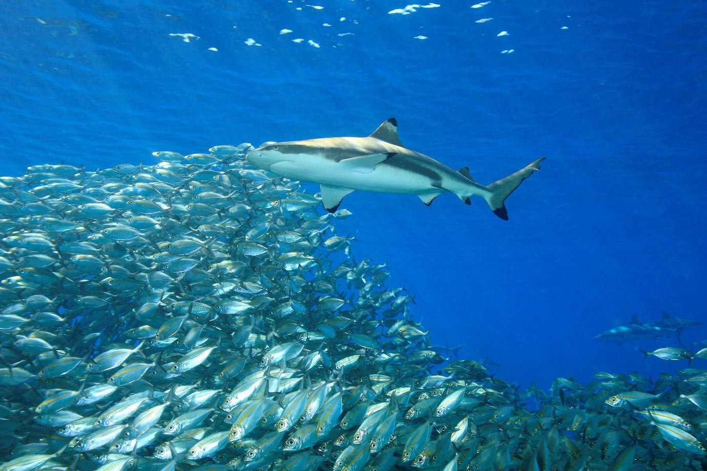 Reef Shark- Black Tip- Shark- Marine Life