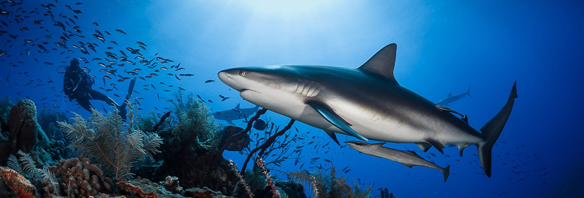 Explore Jardines de la Reina – Cuba’s Off-The-Beaten-Path Diving Destination