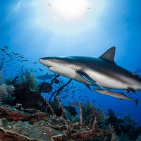 Top Holiday Destinations Scuba Diving Jardines de la Reina Cuba