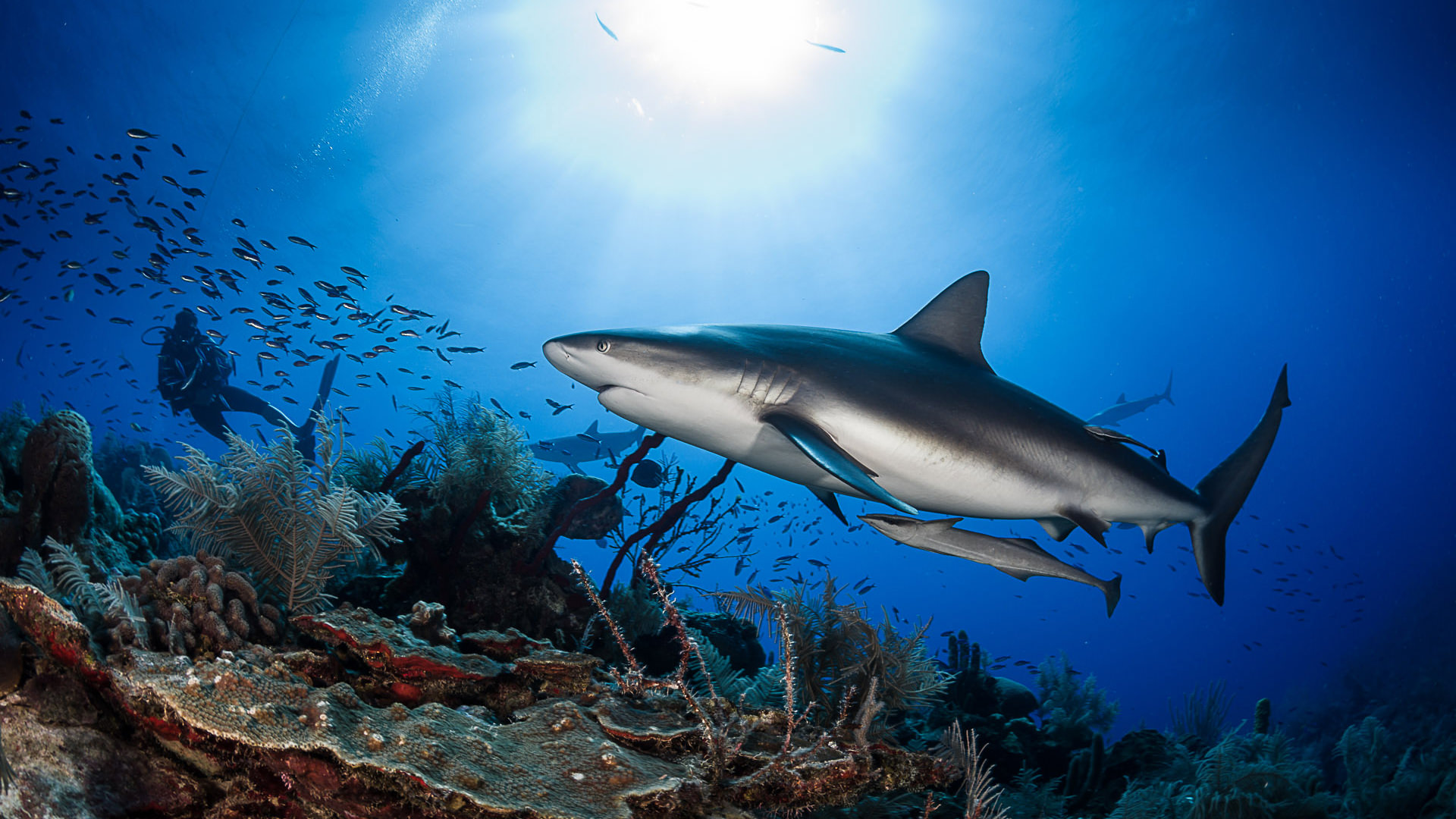 A shark cruises along a reef at Jardines de la Reina in Cuba, one of the world's best scuba diving destinations in March