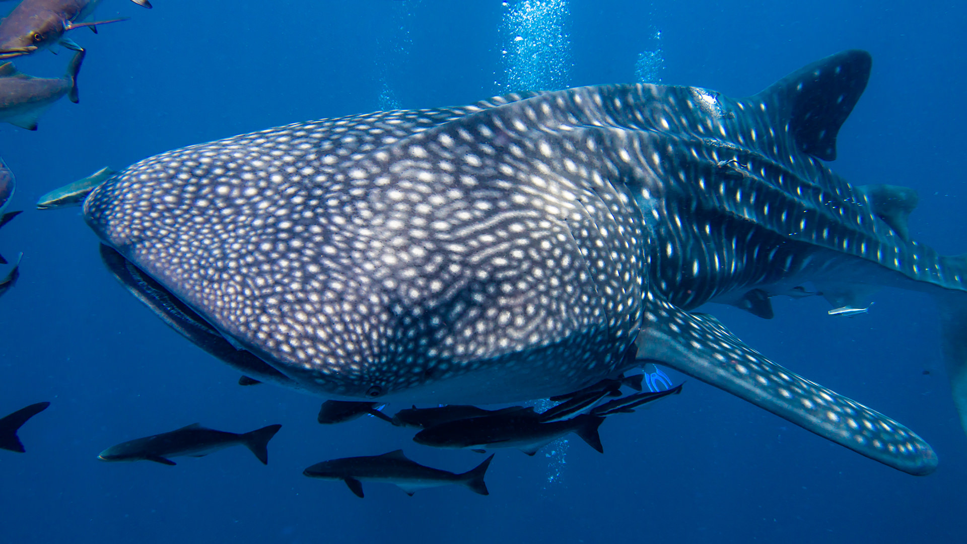 Whale shark off the coast of Thailand.