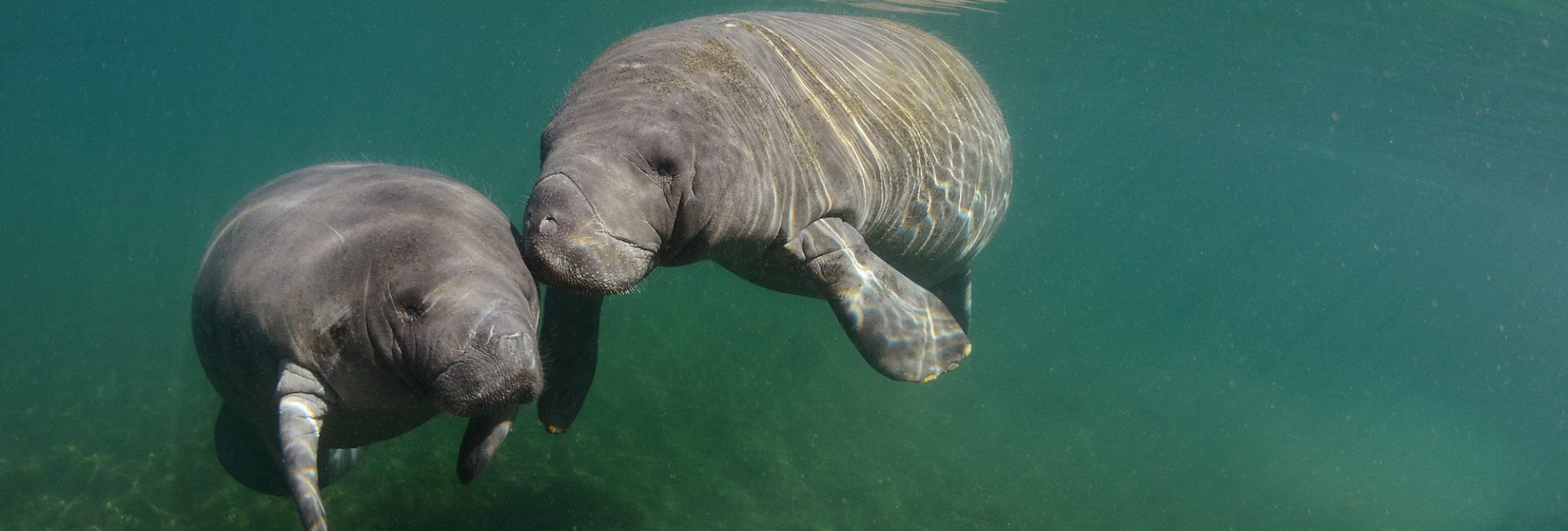 20 Fun Facts About Manatees