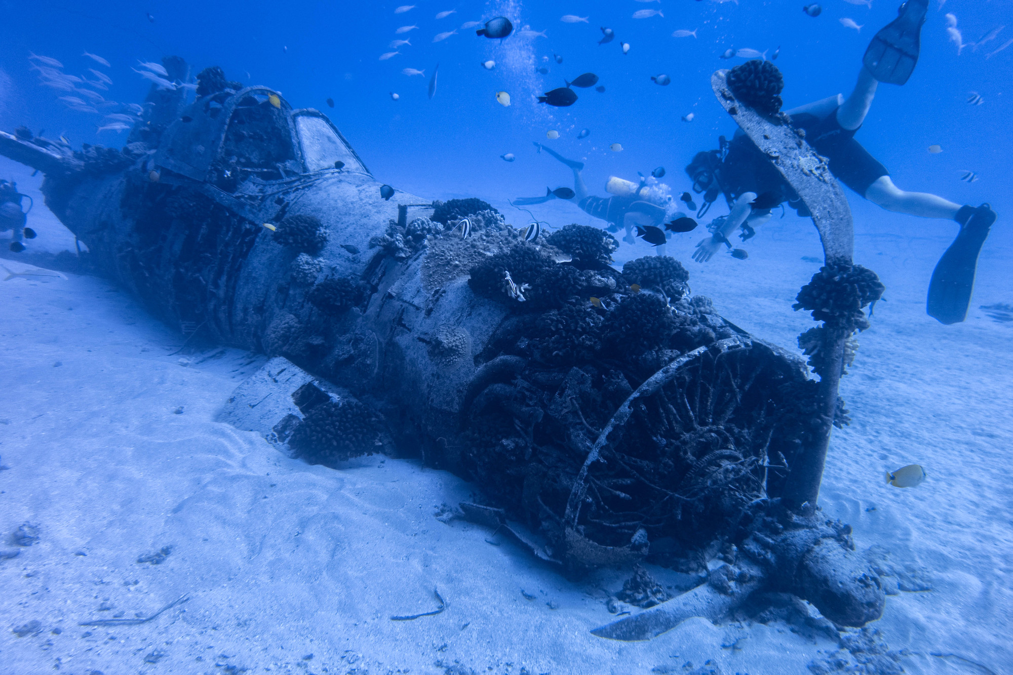 Scuba divers exploring the wreck of the Corsair aircraft, which is an unmissable attraction if you're planning to dive Oahu