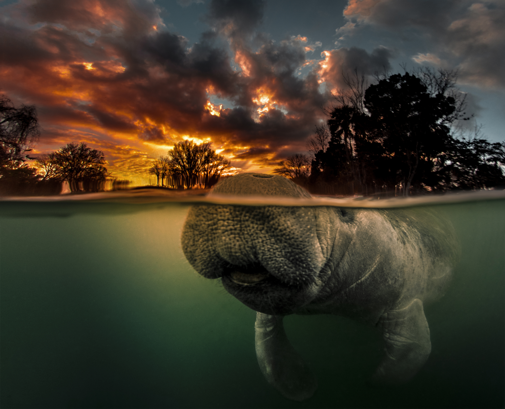 manatee