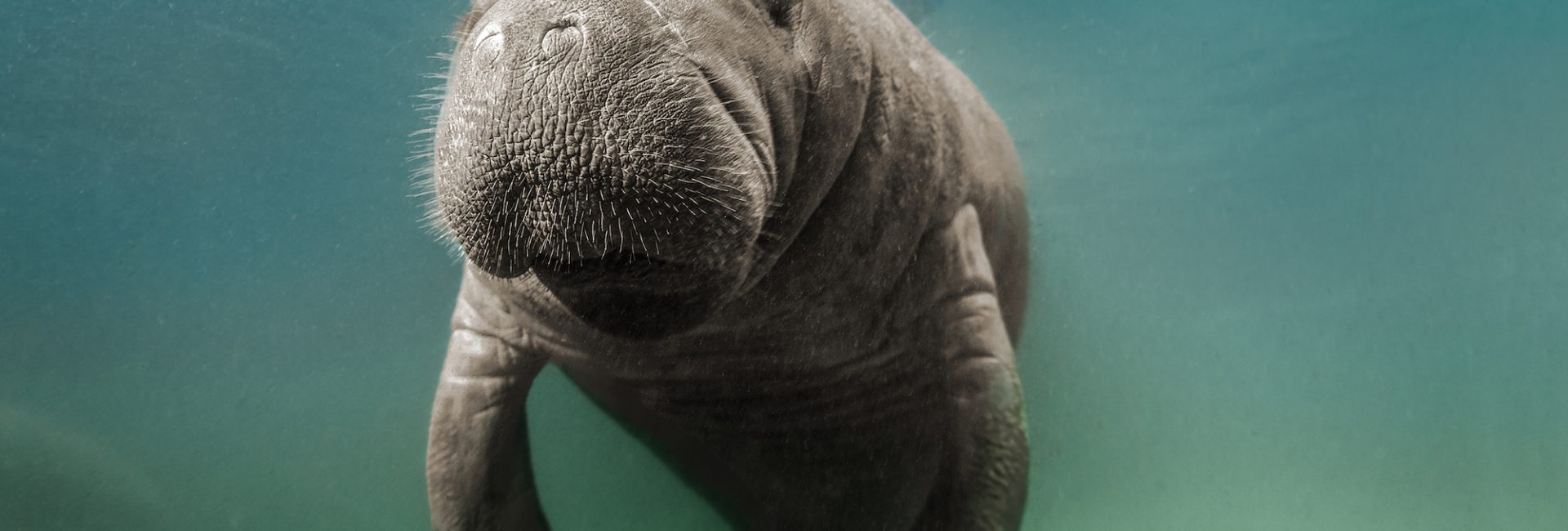 マナティーとジュゴンの見分け方