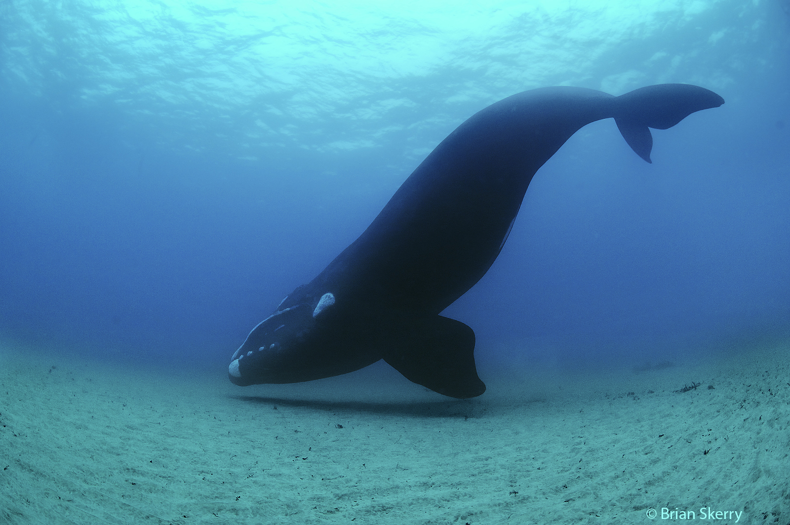 Photo: Brian Skerry