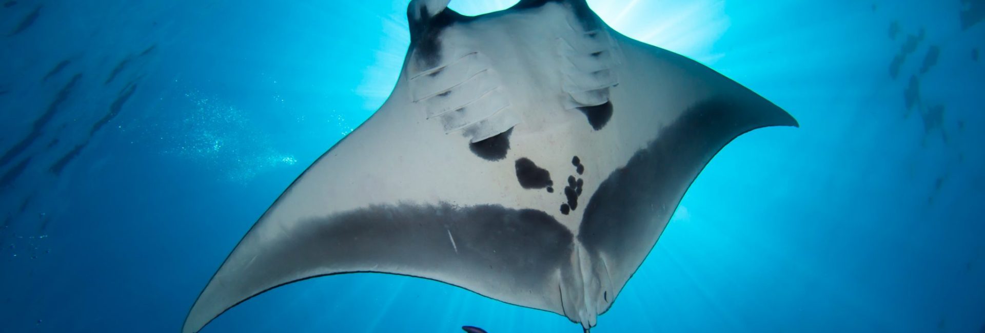 The Best Places To Dive With Manta Rays by Month