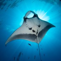 Manta Ray Shutterstock