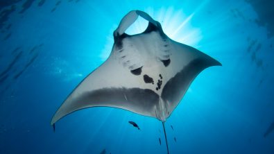 Manta Ray Shutterstock