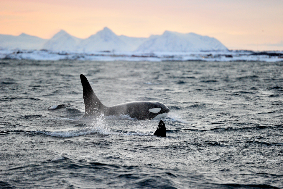 An orca breaching the surface off the coast of Norway, an incredible sight for divers visiting during the month of December