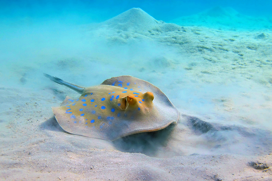 A blue-spotted ribbontail ray sitting on a sandy seabed in the Red Sea, one of the best places to scuba dive in October