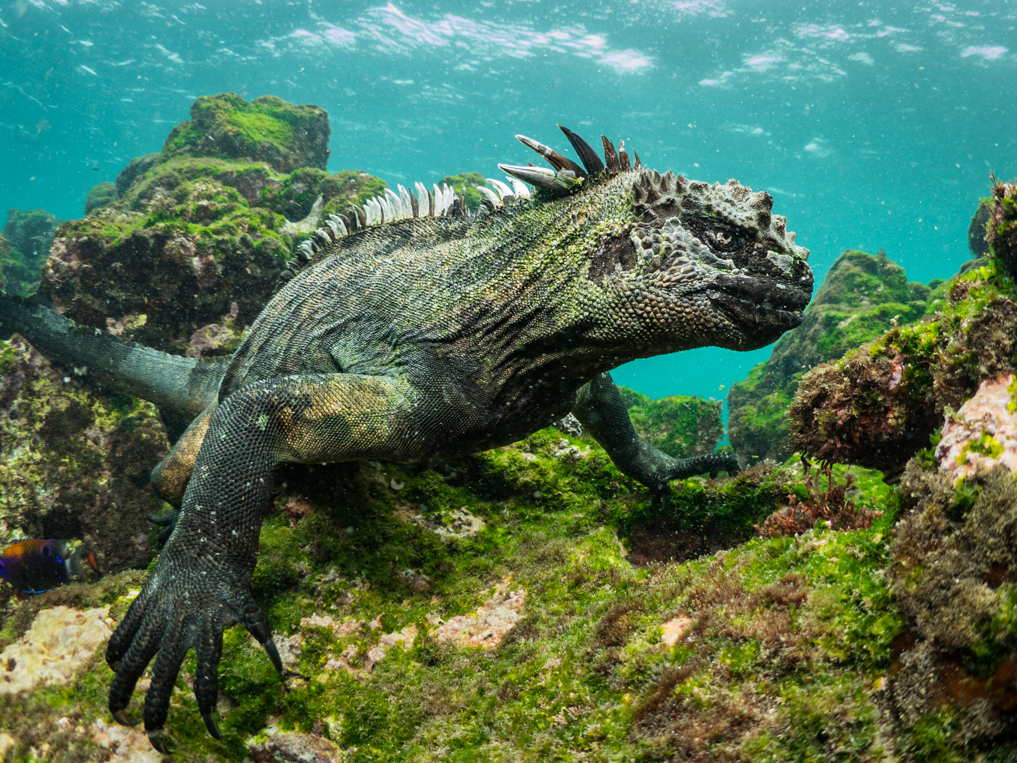 Simon J Pierce Marine Iguana Galapagos