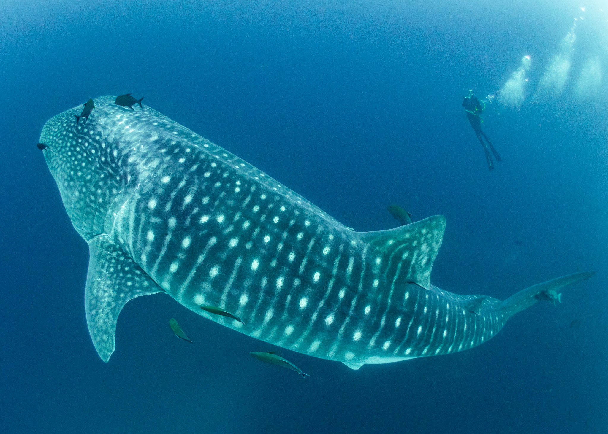 Simon J Pierce Whale Shark and Diver