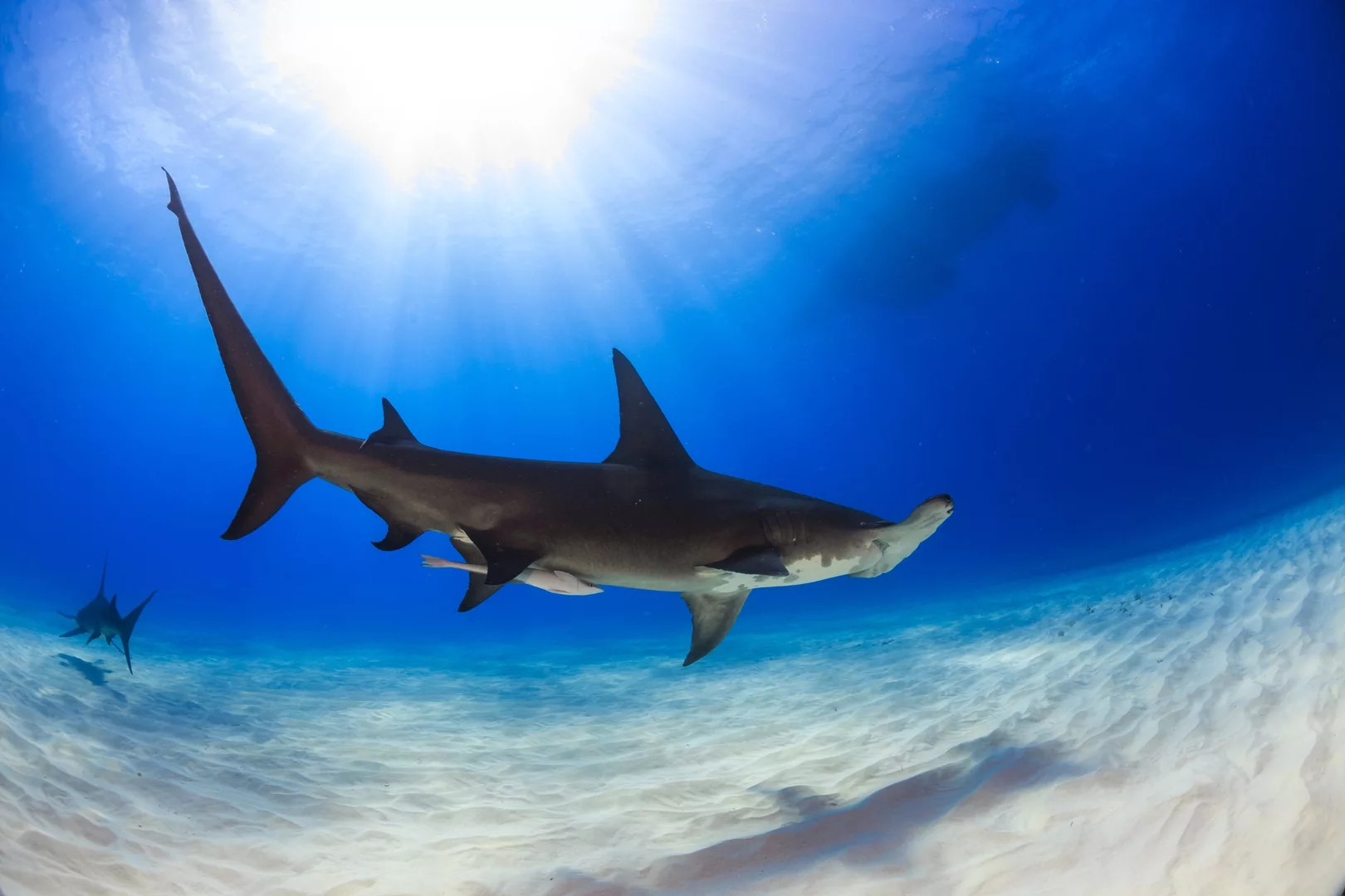 A hammerhead shark swims over white sand in the Bahamas