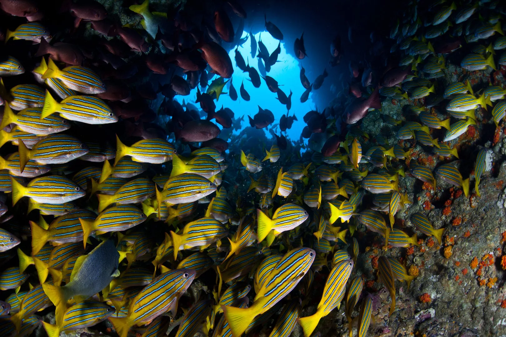 A school of fish swims through a cave in Costa Rica