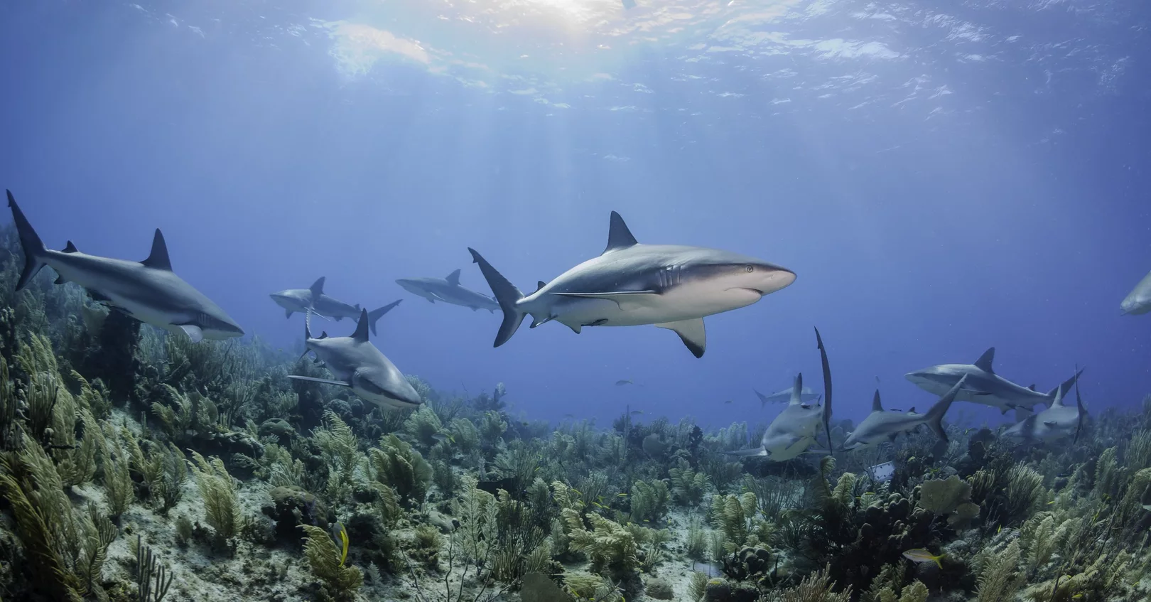A group of sharks cruise the waters of Cuba, gliding over a coral reef