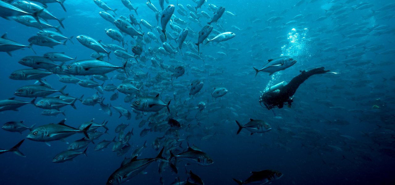 PADI & the Colombian Government Develop Official Diving Guide
