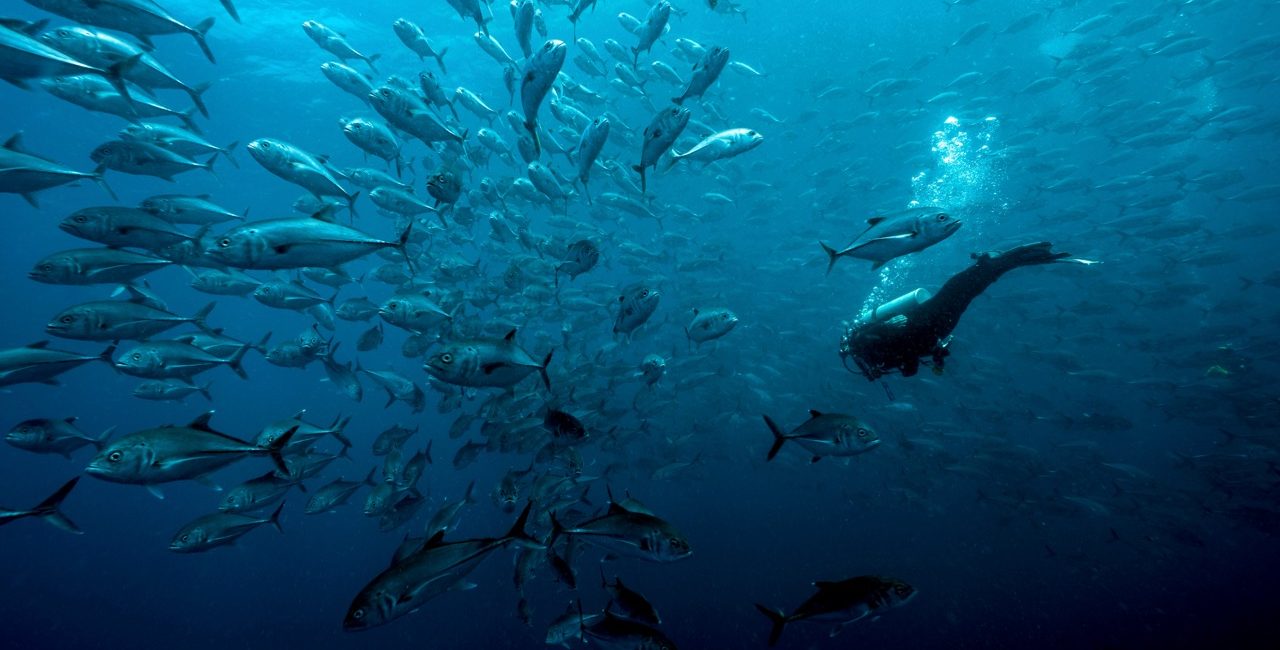 PADI & the Colombian Government Develop Official Diving Guide