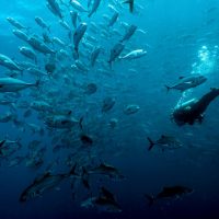 Trending Scuba Diving Destinations 2019 Malpelo Colombia