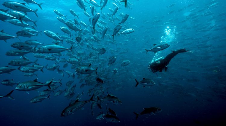 Trending Scuba Diving Destinations 2019 Malpelo Colombia
