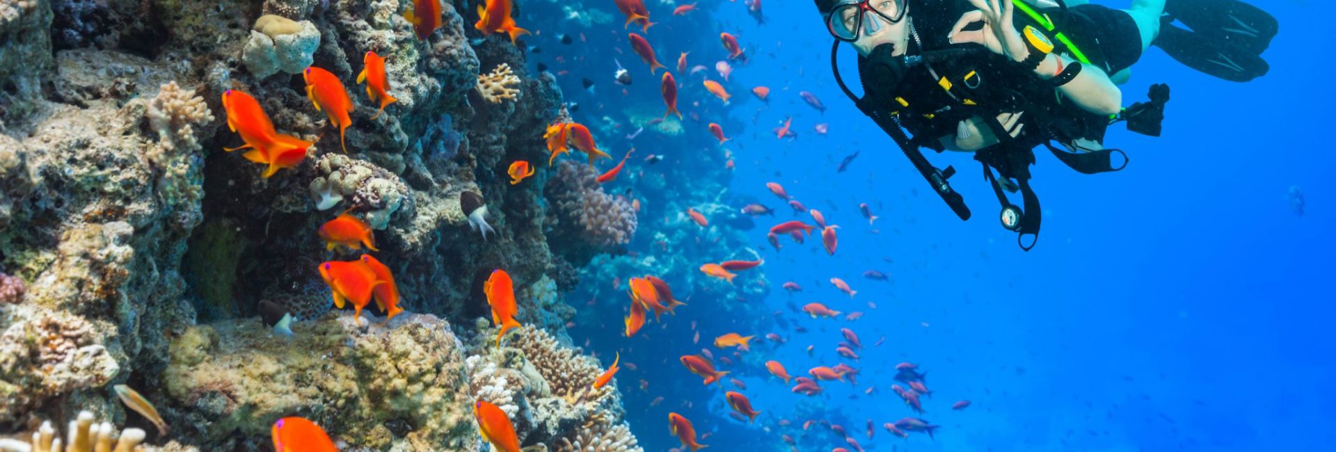 World Oceans Day is a PADI Torchbearer Day