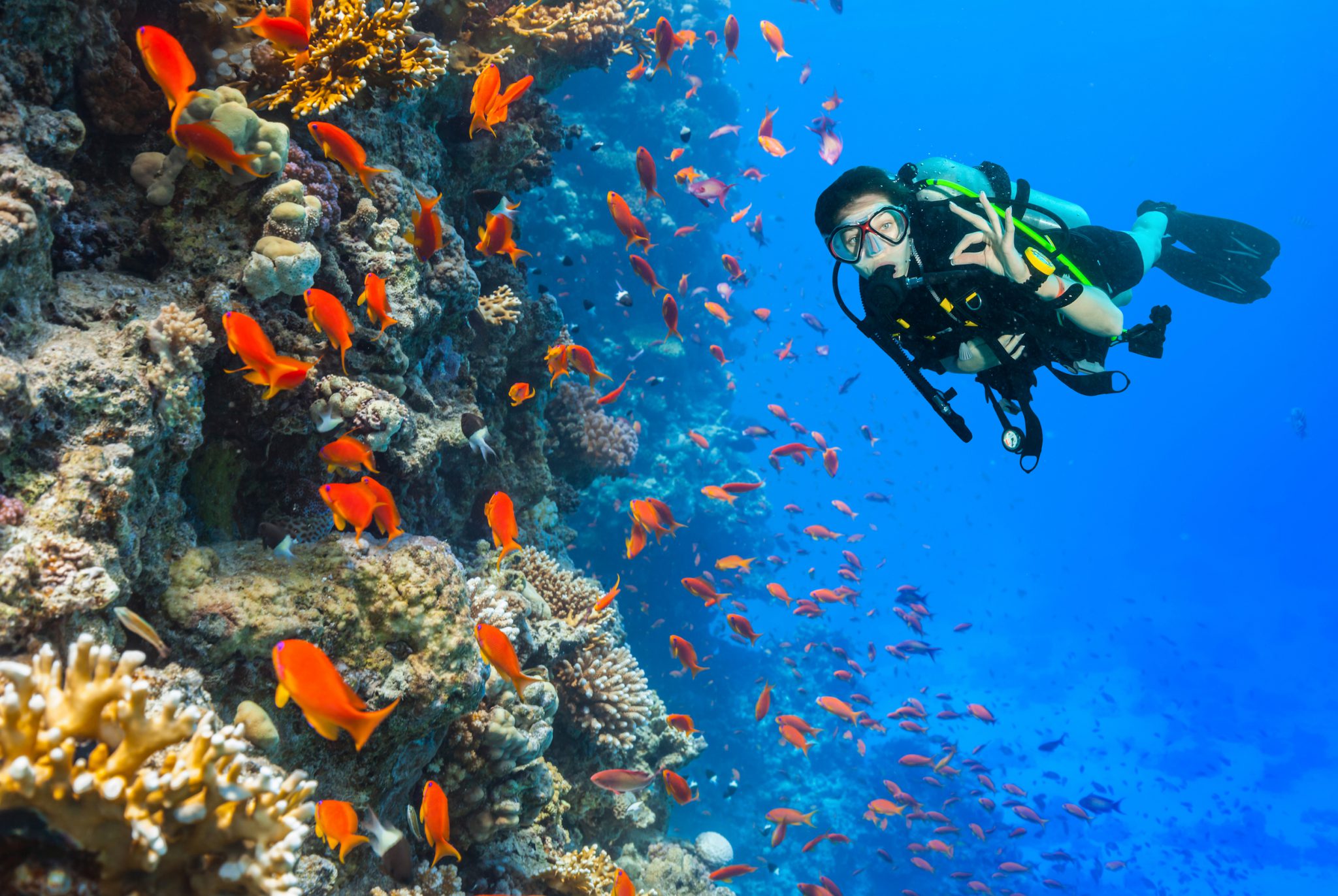 World Oceans Day is a PADI Torchbearer Day