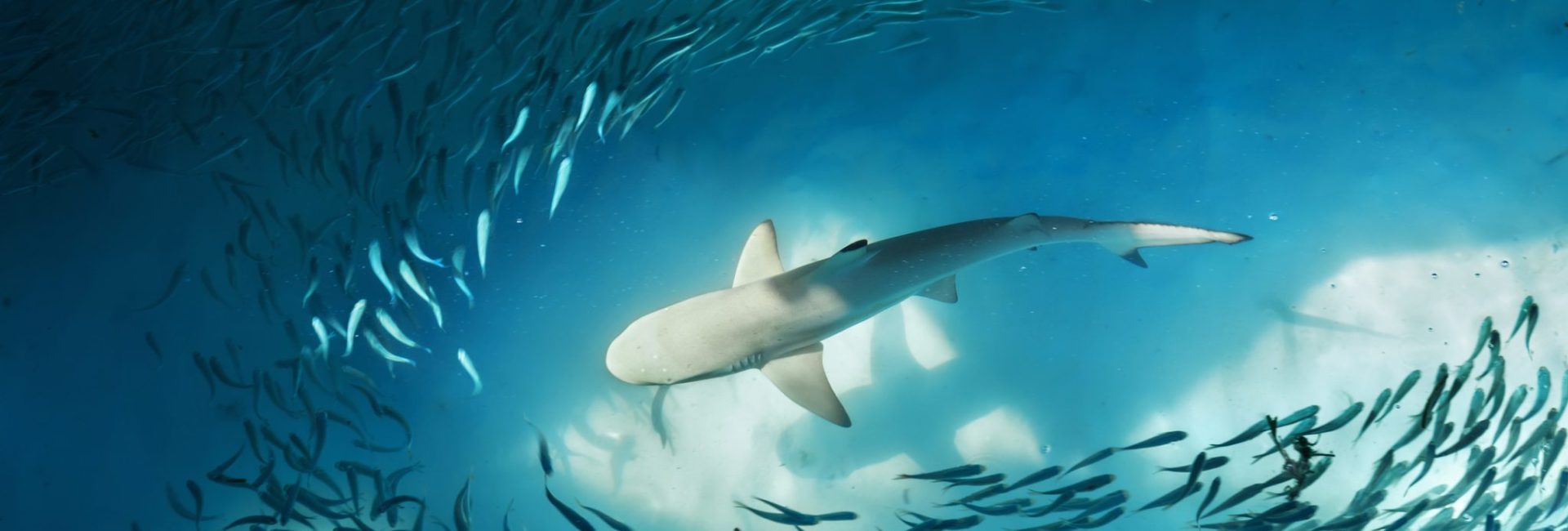 Plongée sous-marine avec les requins : Les 20 meilleurs sites de plongée au monde