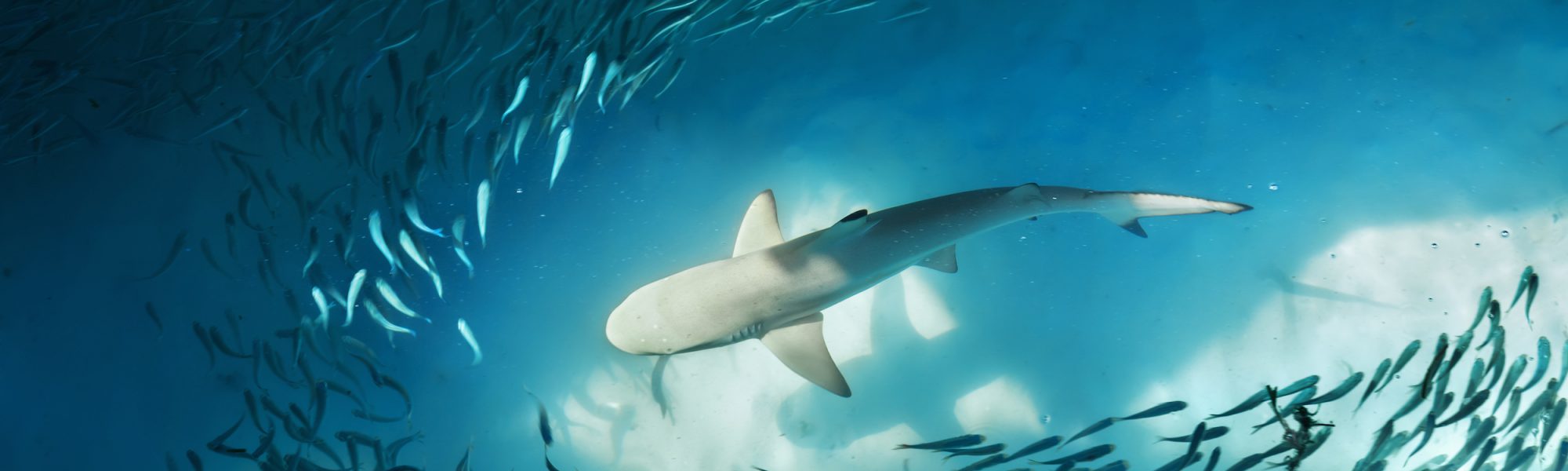 Buceo con tiburones: Los 20 mejores sitios de buceo del mundo