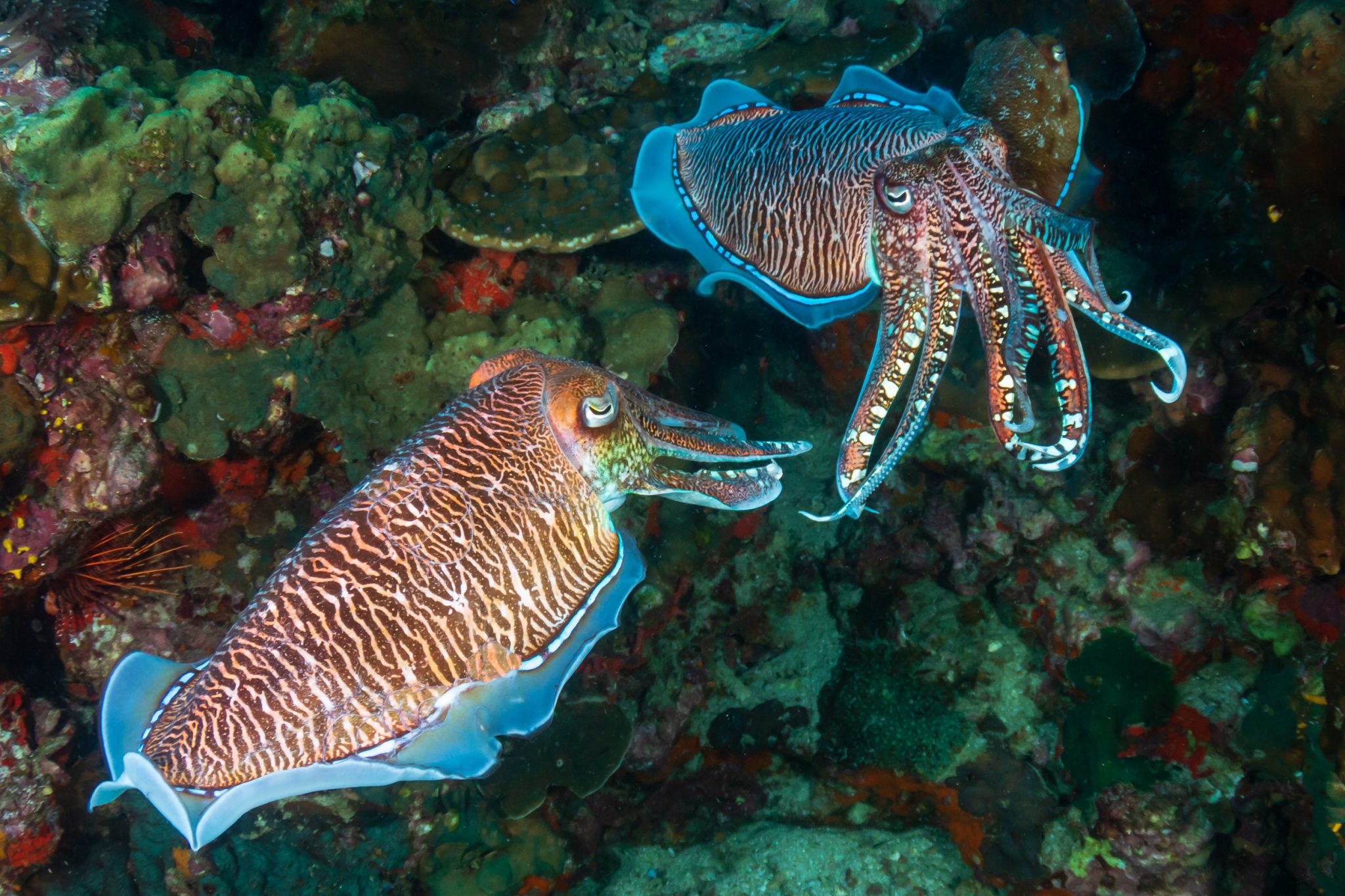 Cuttlefish Displays Shutterstock