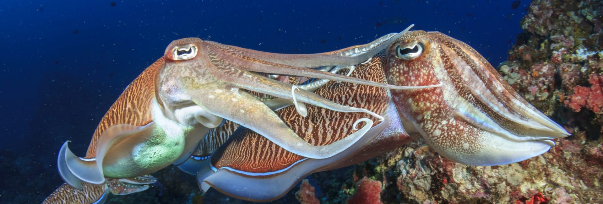 Discover the Incredible Marine Life in South Australia