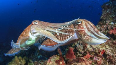 Cuttlefish Pair Shutterstock