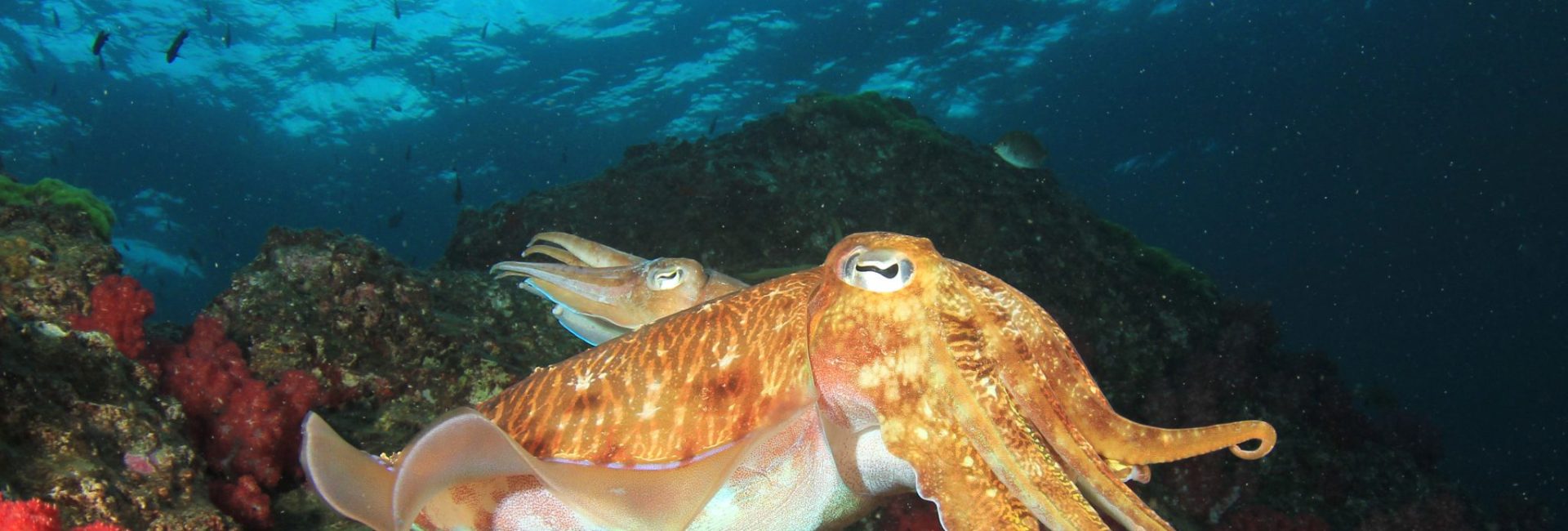 Fun Facts About Cuttlefish