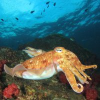 Cuttlefish Shutterstock