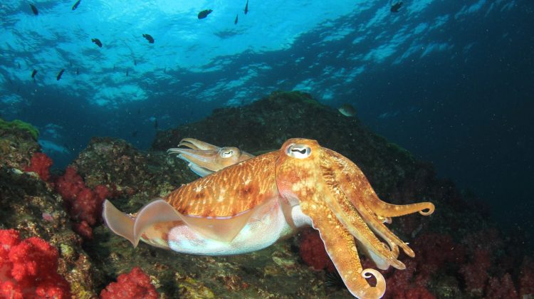Cuttlefish Shutterstock