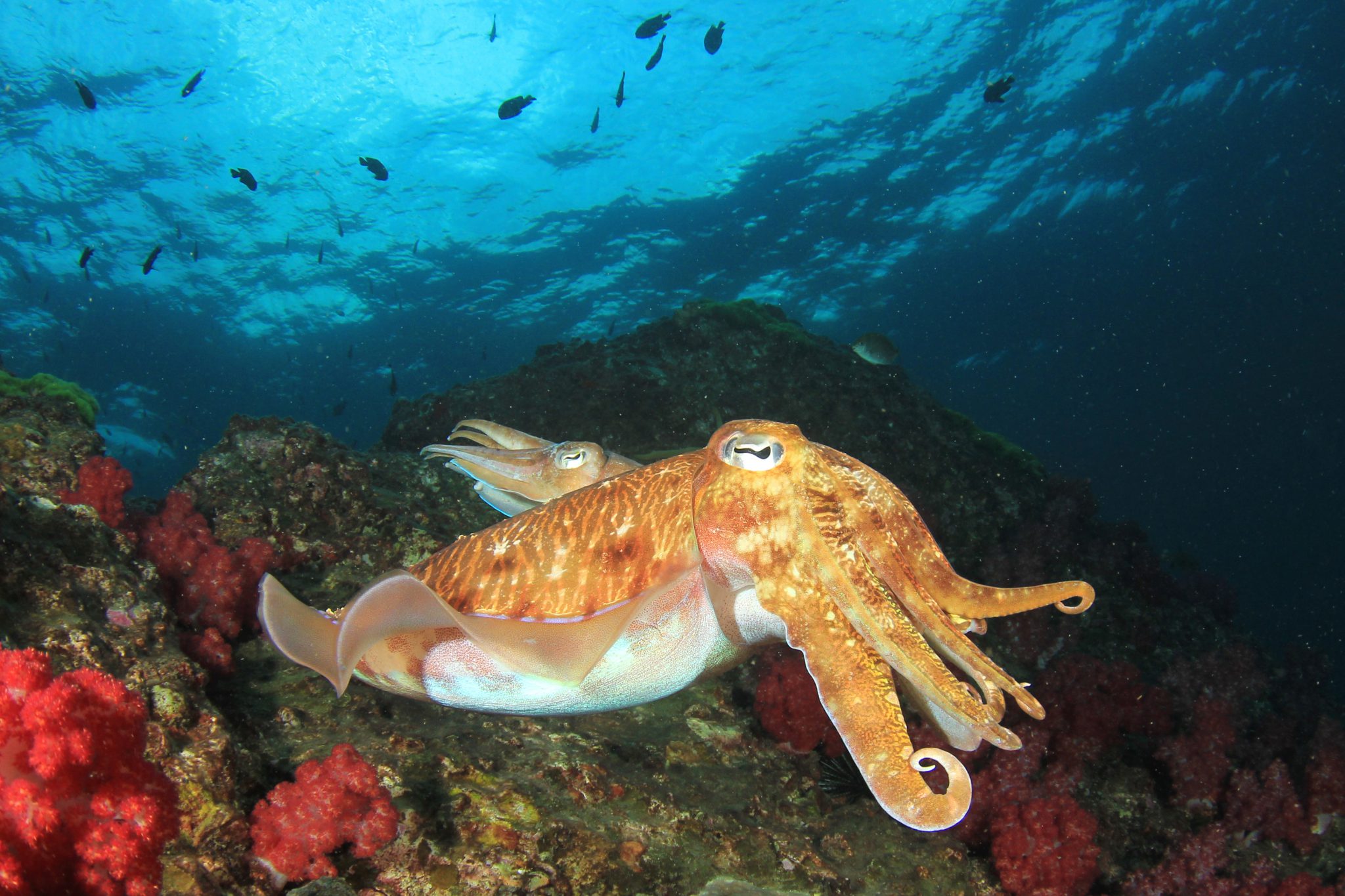 Cuttlefish Shutterstock