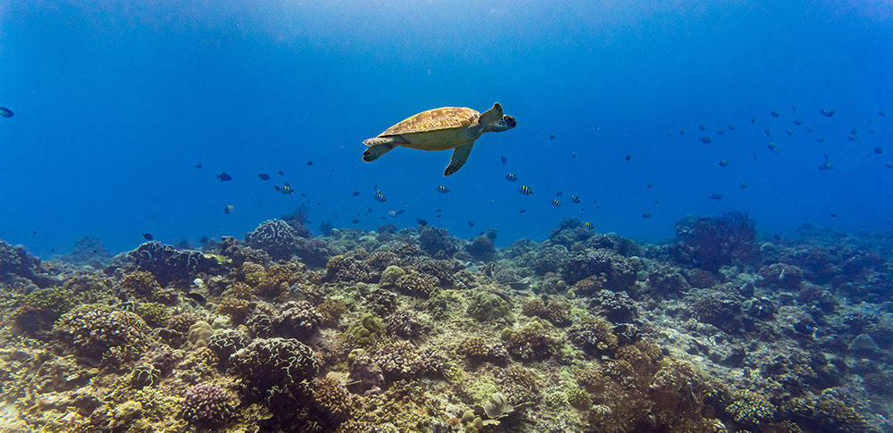 Sea Turtle - Swimming - Coral - Gili Islands - Indonesia
