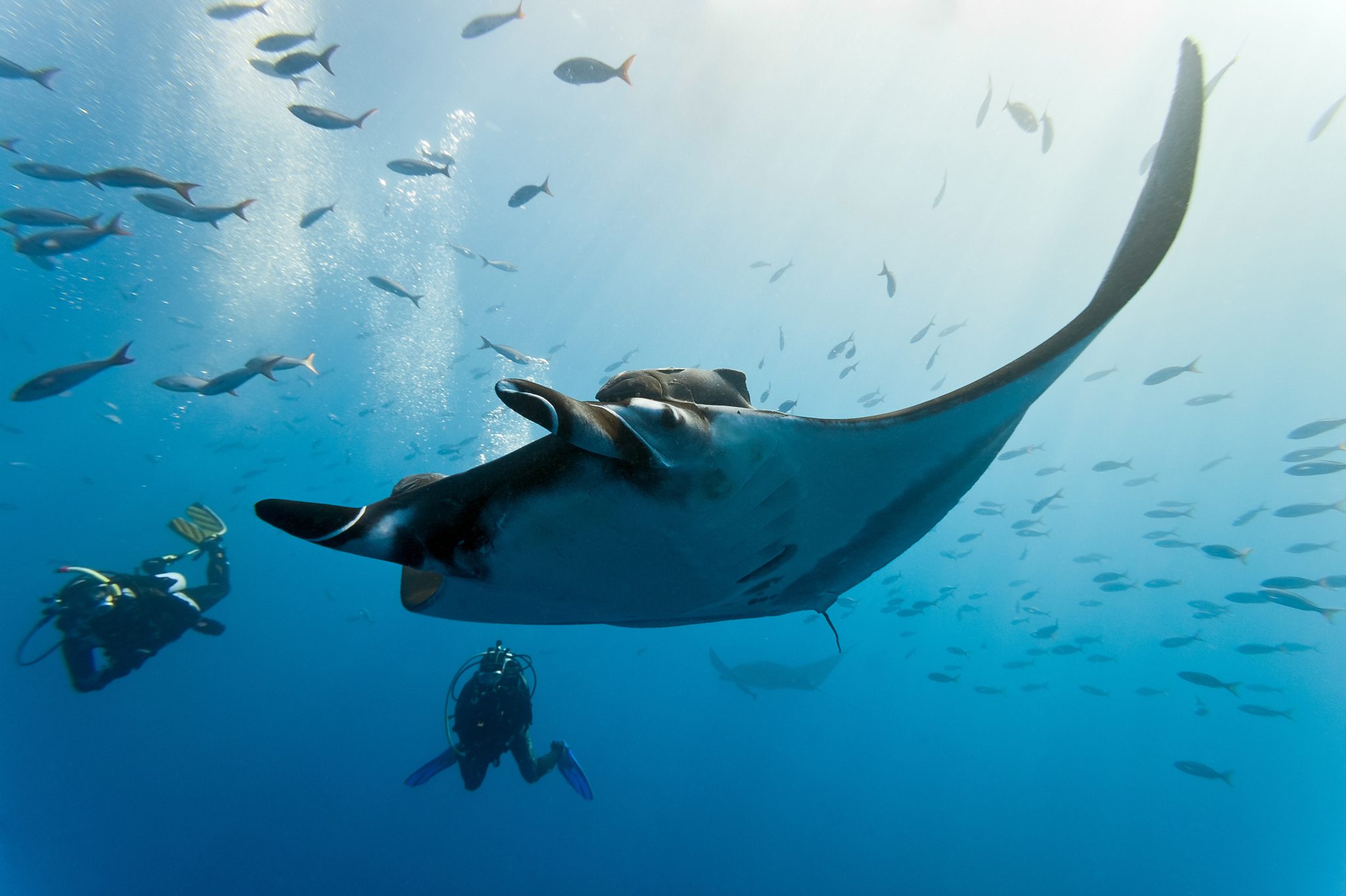 Manta Ray - Ray - Ocean - Swimming