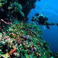 Lombok- Indonesia - Scuba Diving - Ocean - Reef - Marine Life- Underwater