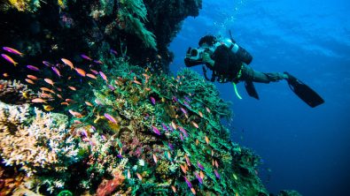 Lombok- Indonesia - Scuba Diving - Ocean - Reef - Marine Life- Underwater
