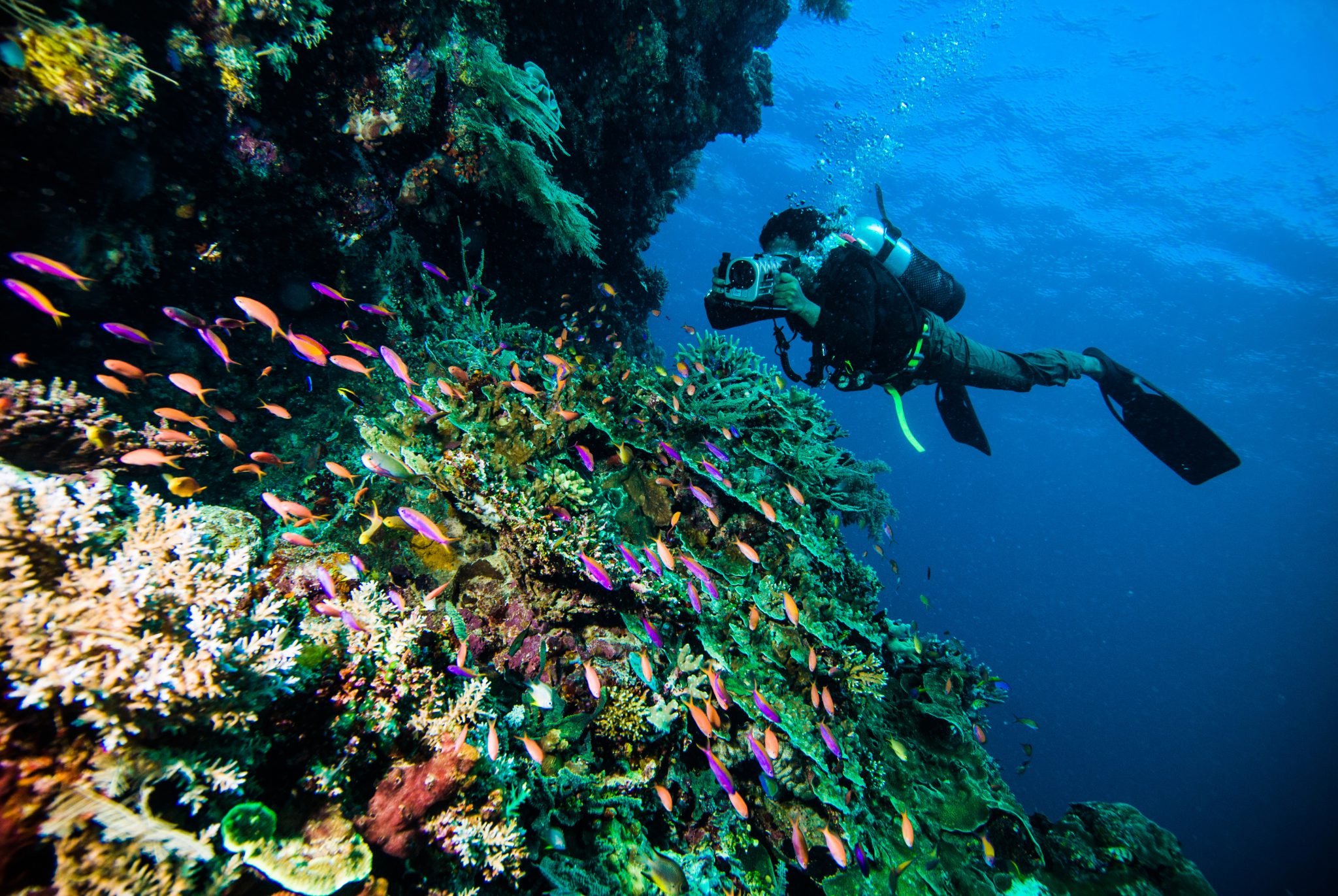 Lombok- Indonesia - Scuba Diving - Ocean - Reef - Marine Life- Underwater
