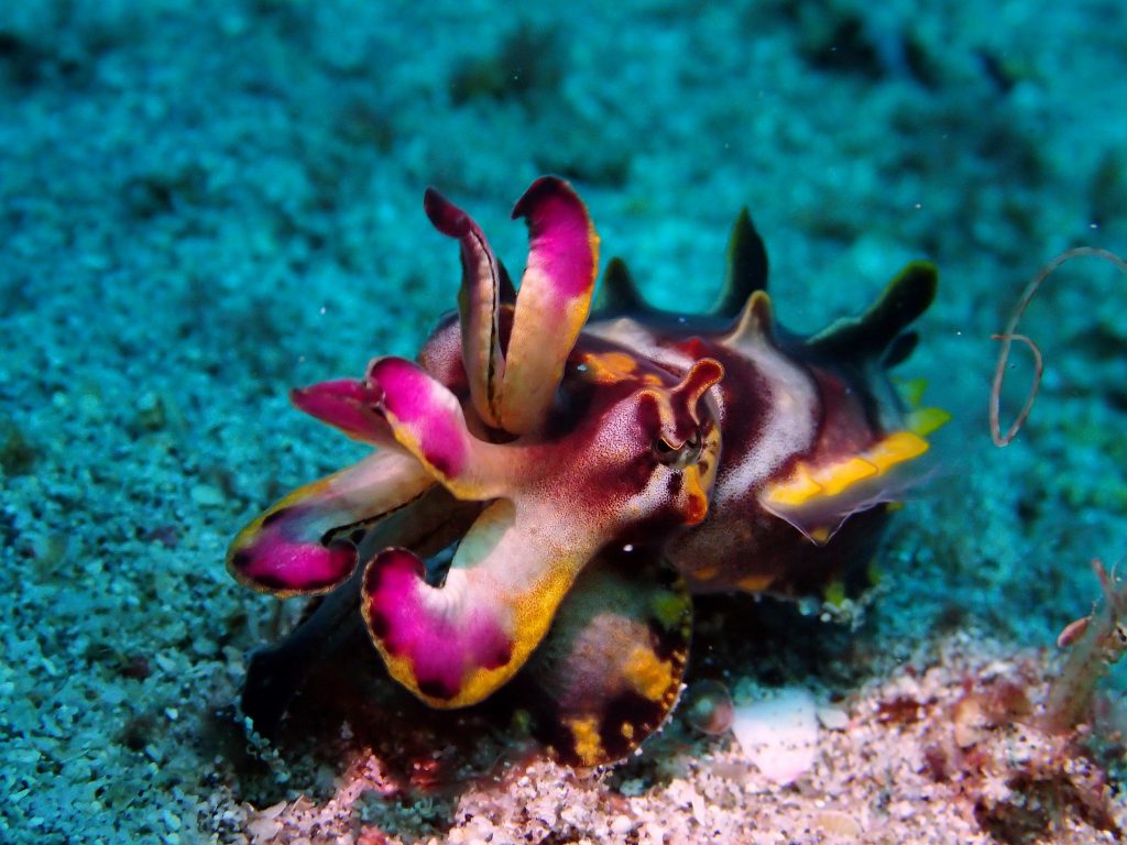 Flamboyant Cuttlefish Shutterstock