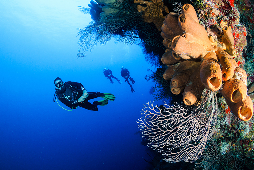 12 Top Tips for Planning An Amazing Scuba Diving Trip - Divepoint Mexico