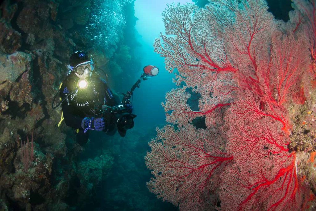 New skills - Underwater Photography in New Caledonia