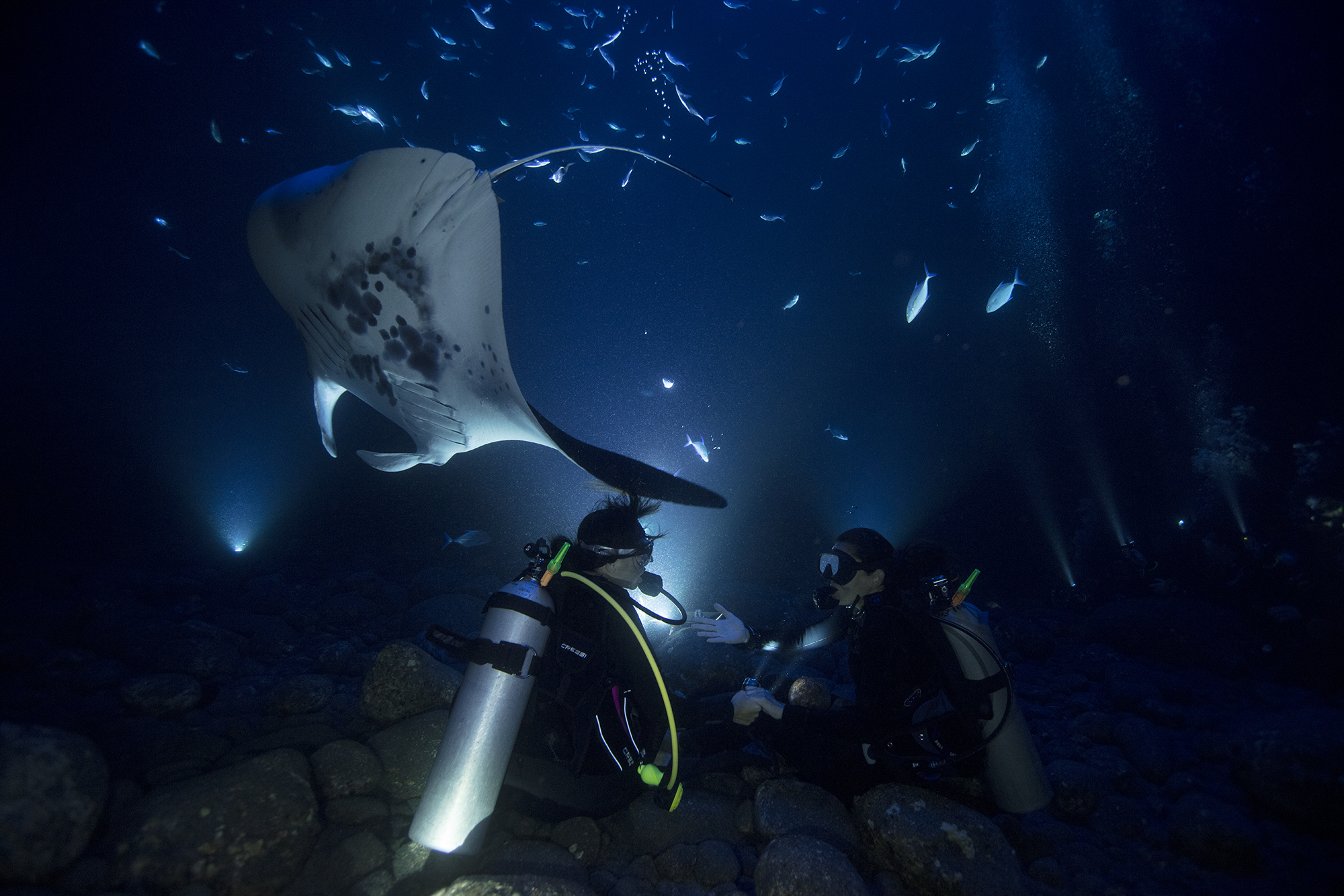 Deux plongeurs faisant une plongée de nuit avec des raies manta.