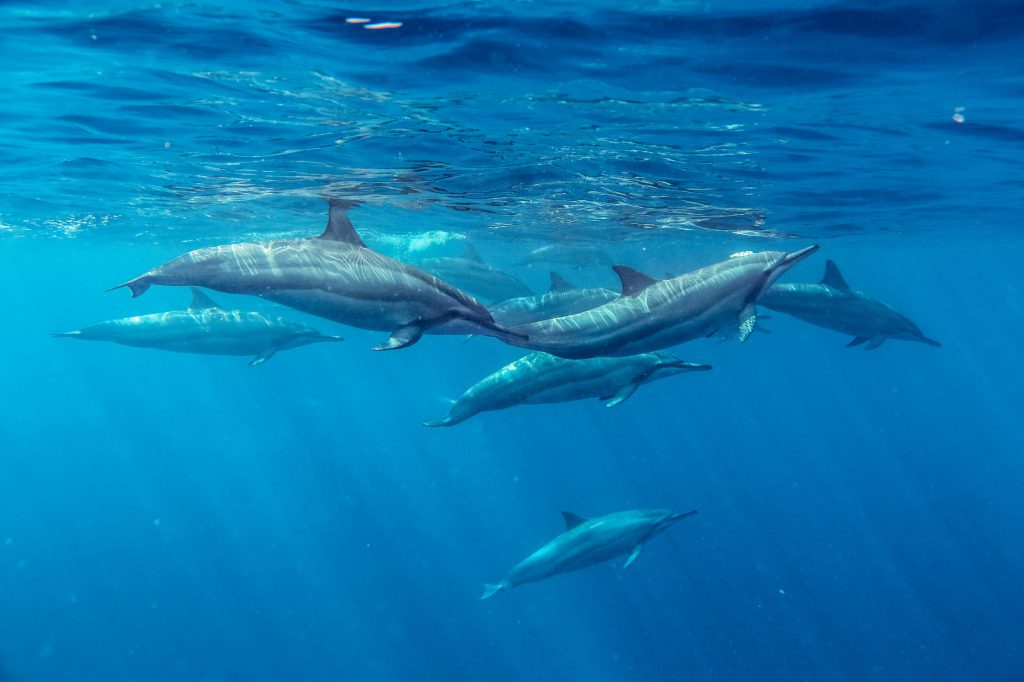 Spinner Dolphins Mauritius Shutterstock