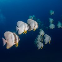Top Dive Sites in Mauritius - Batfish
