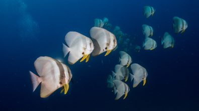 Top Dive Sites in Mauritius - Batfish