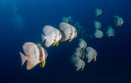 Top Dive Sites in Mauritius - Batfish
