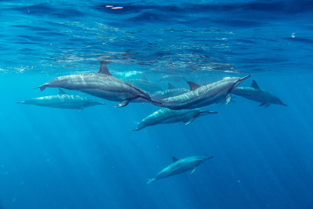 Fishing in Paradise with RARE DOLPHINS! 